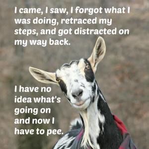 Meet your Posher, Lorie